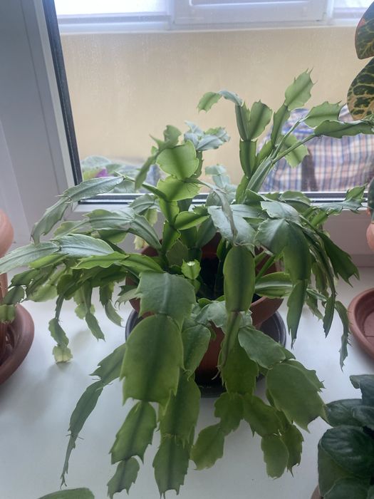 Продам комнатные цветы