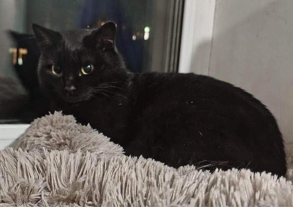 Ласковый Кот Уголёк ищет дом!