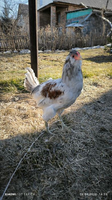 Продам молодых петухов