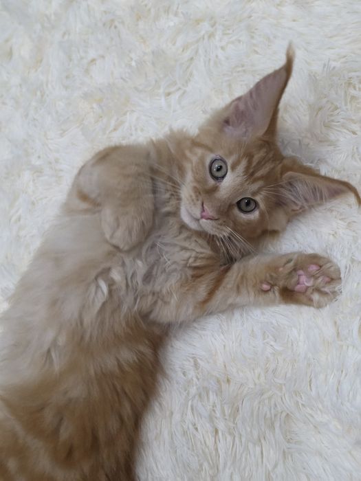 Продаются котята мейн-кун