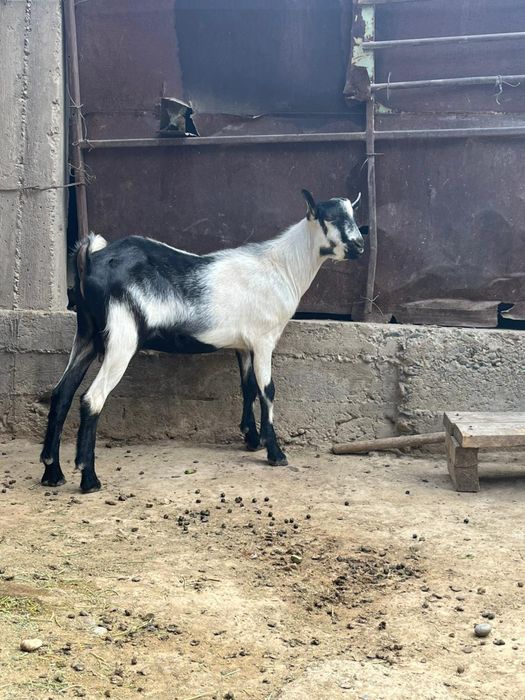 Занен сүтті ешкі сатылады