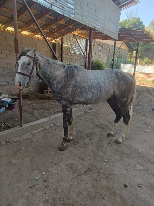 Продается жеребец