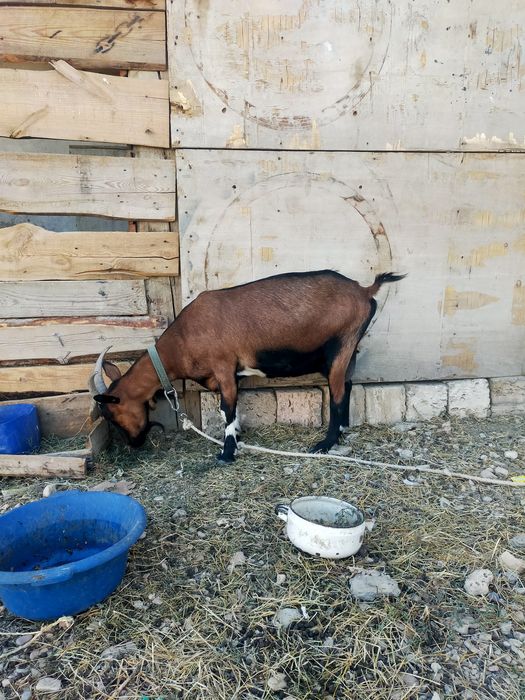 Ешкі Алпини  сұтті жакс ешкі
