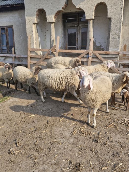 Miei,noatini de rotisor