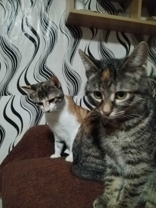 Подарявам много красиви домашни котенца