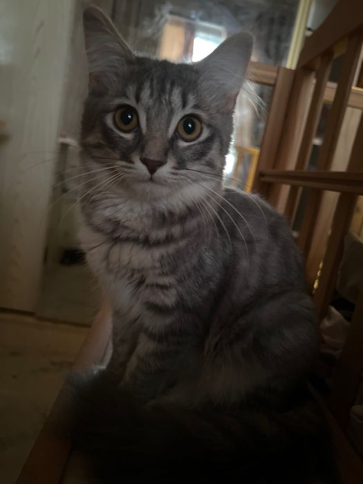 Mushuk sotiladi qiz bola