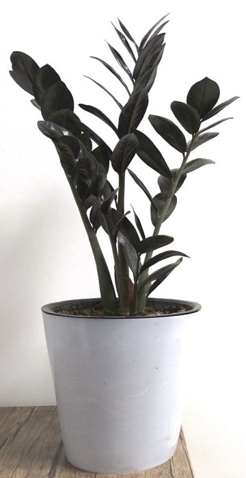 Черный замиокулькас (Zamioculcas Blaсk Raven)