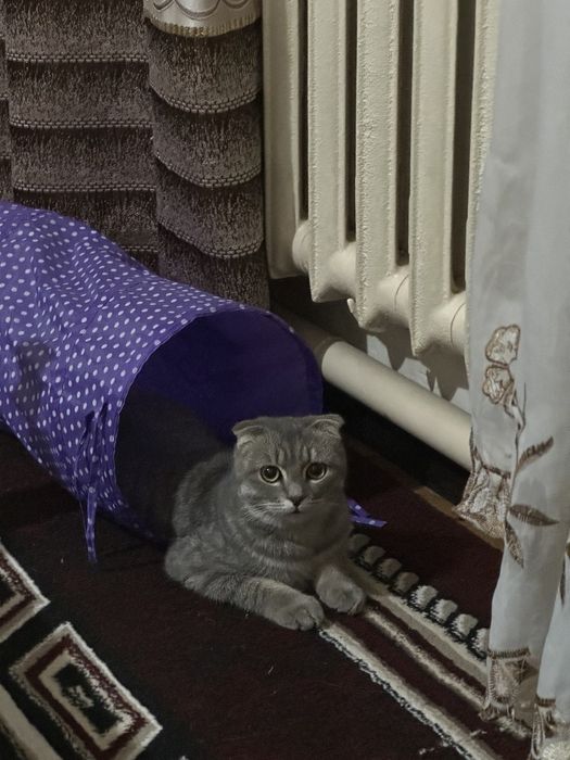 Скотиш Фолд 2 летний Мужчина