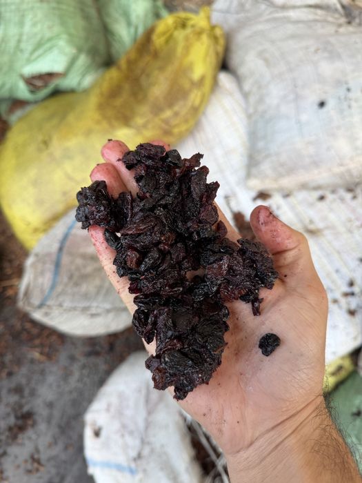 Chirik Mayiz кишмиш