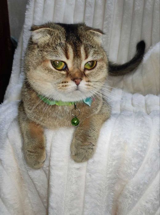 Продается молодая кошечка золотая шиншилла фолд.