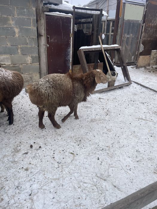 Кошкар 7-8 ай калада