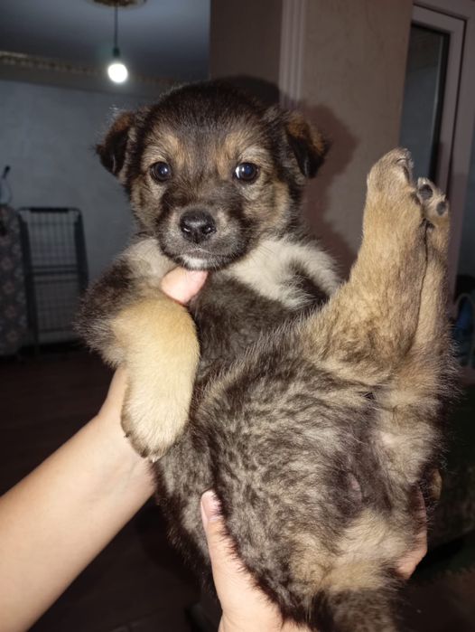 Щенок маленький - девочка