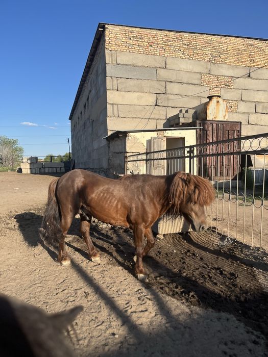 Продам пони кобыла и жеребец