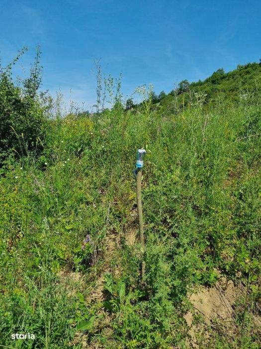 REPREZENATRE EXCLUSIVĂ! Teren intravilan constructii, zona superba, L