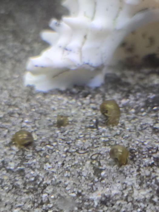 Продаю аквариумных улиток