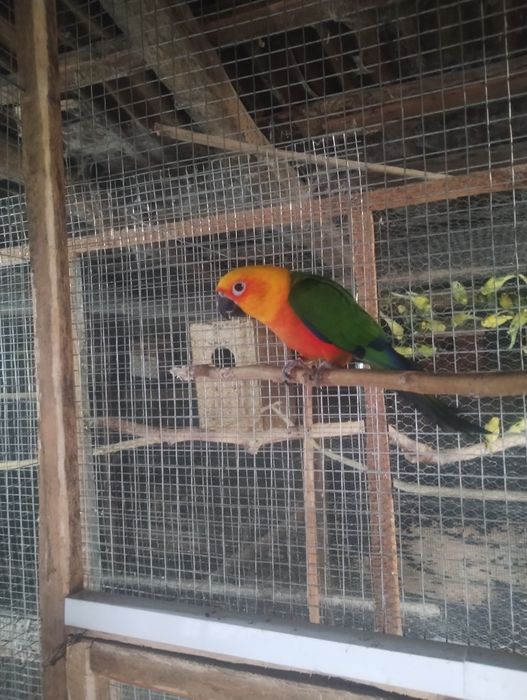 Продават се папагали