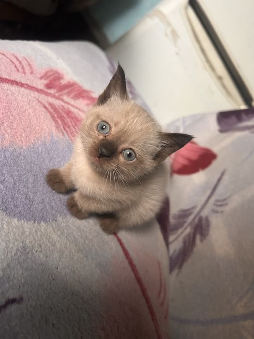 Сиамские котята мальчик и девочка