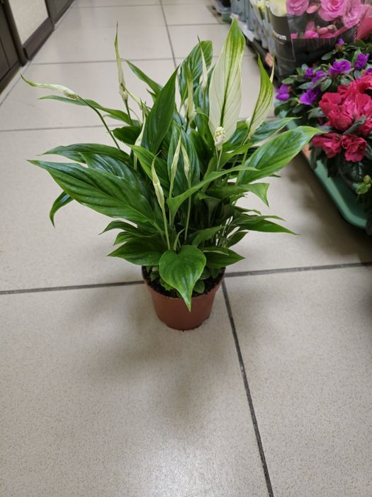 Продам комнатные цветы