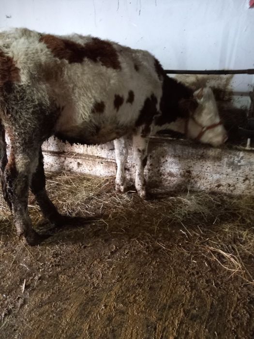 De vânzare doua junci