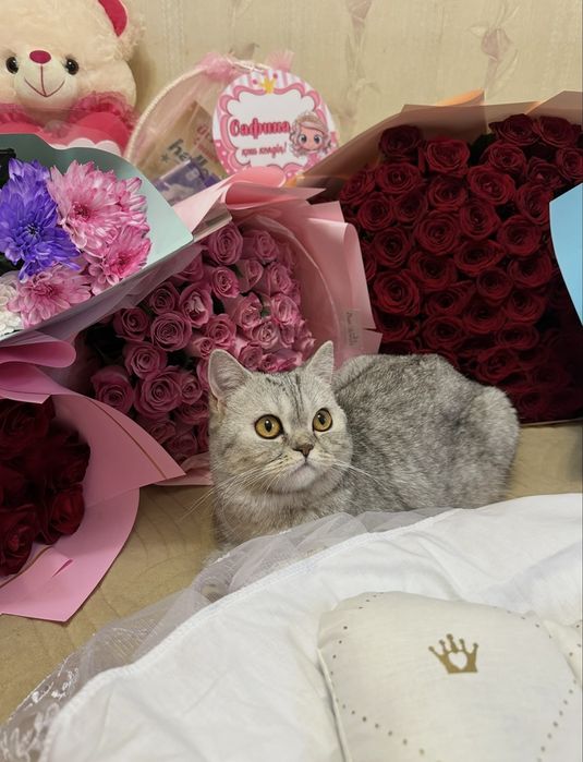 Продам шотладских котят
