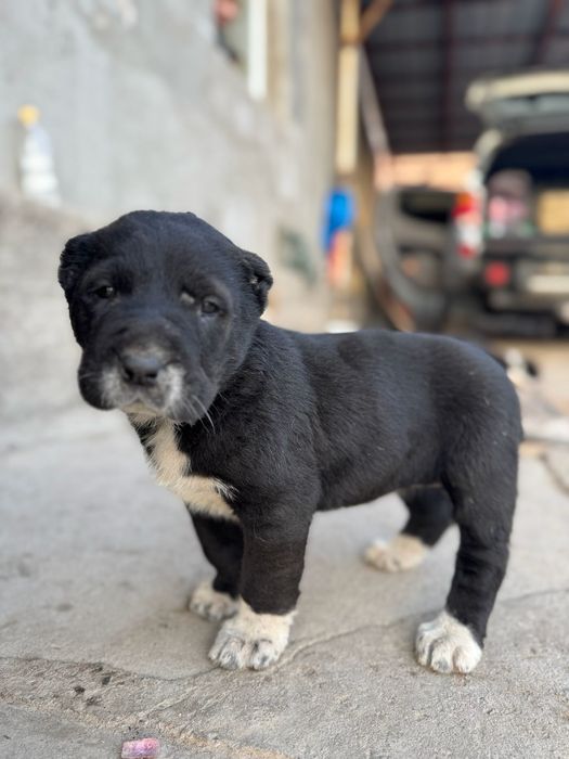 Продам щеньки алабая