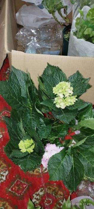 Гортензия в горшке