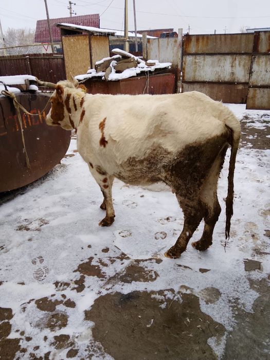 Продам        корову