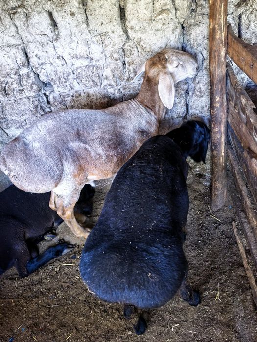 qochqorlar 70 kg+ 80kg+ . Namangan.