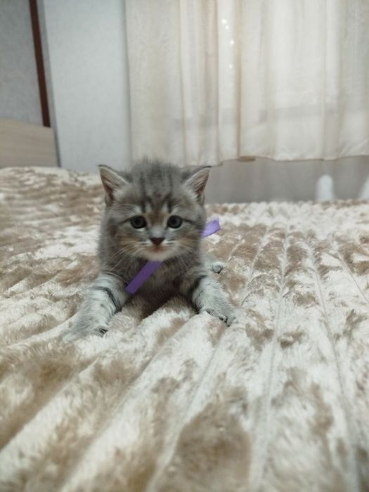 Продаются потрясающие, красивые, ласковые , нежные породистые котята