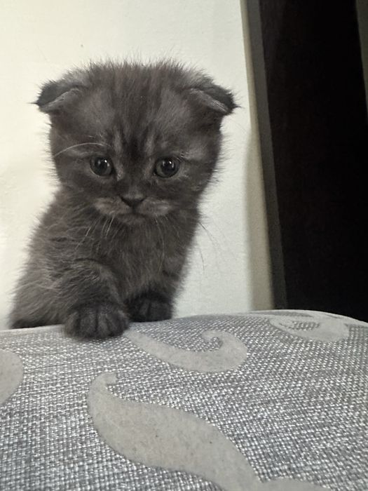 Шотландские вислоухие