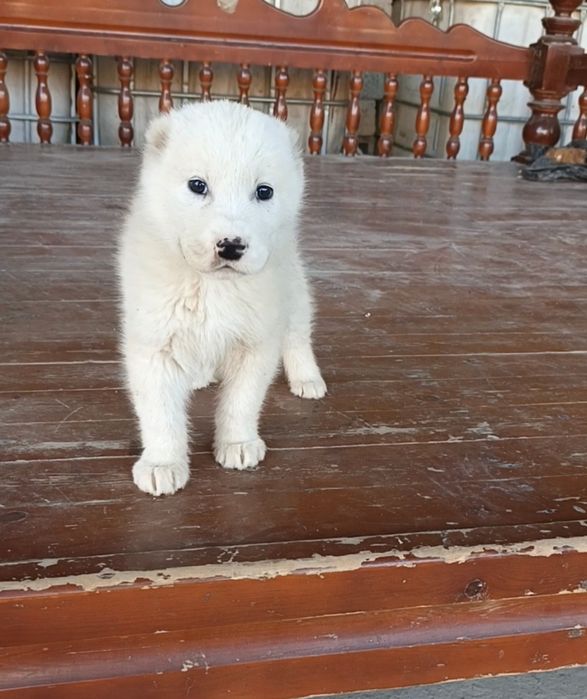 Alabay sotiladi Продаётся Алабай