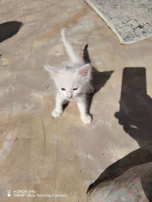 Отдам в хорошее руки кошка