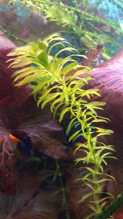 Продам аквариумные растения