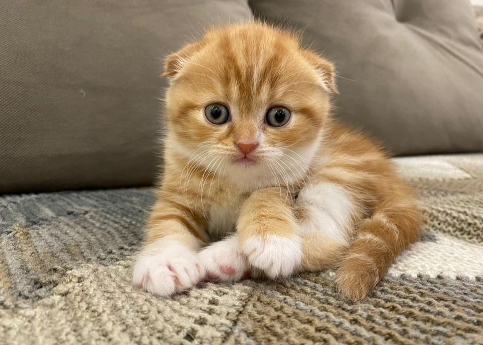 Продам Шотландских котят