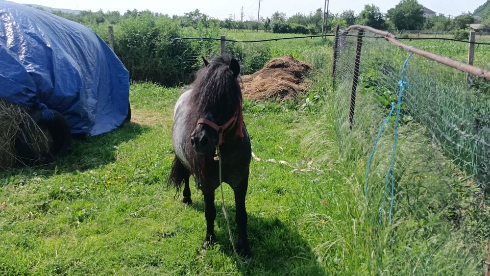 Vând poneita vârstă 8 ani foarte blândă cu copii