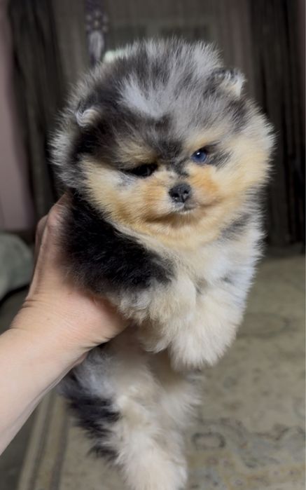 Померанский шпиц