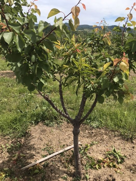 Portaltoi sau decor , scorus de padure , cires salbatic, mar , par