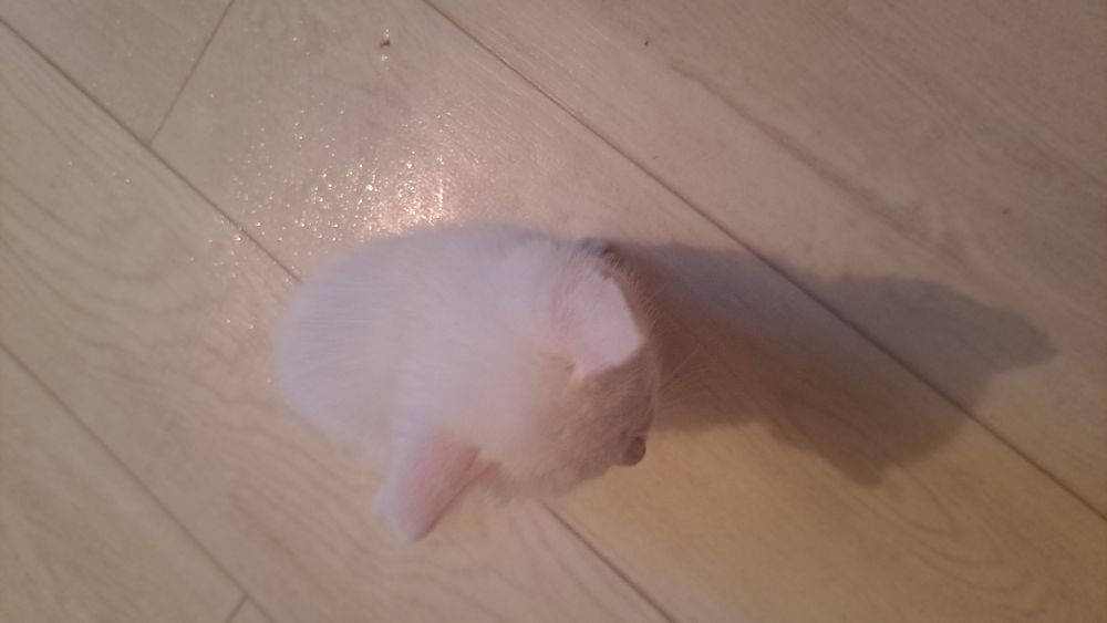 Отдам котят , 1 мальчик, 1 девочка,