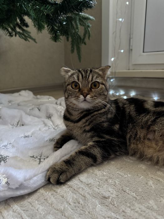 Продам котенка британский прямоухий