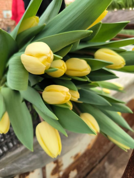 Тюльпаны местные 650т.