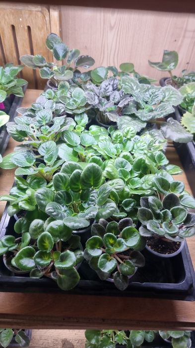 Коллекционные фиалки (детки)