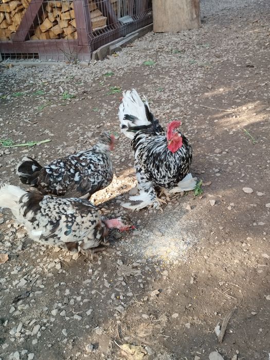 Disponibil un cocoș și 4 găinușe.