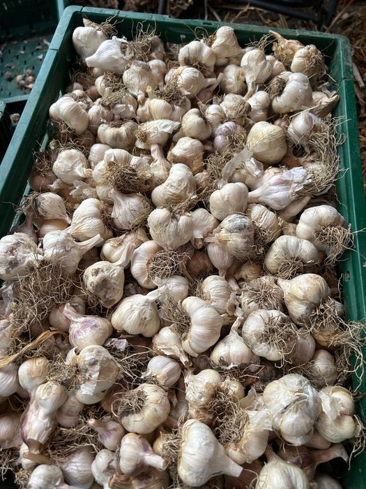 Usturoi de Copălău Premium 100% Ecologic – Gust Intens, Căței Mari