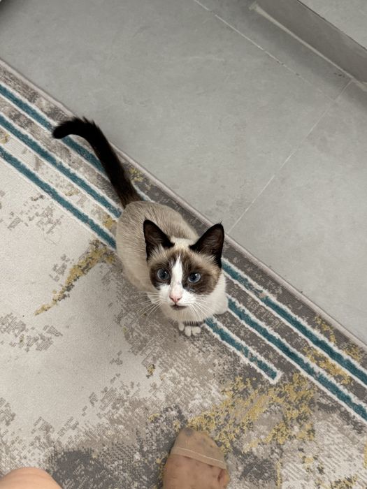 Ищу кошечке нового хозяина
