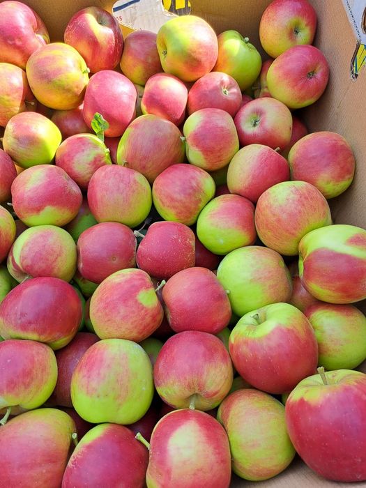 Vând mere diverse soiuri
