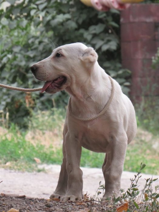 Щенки алабайчики