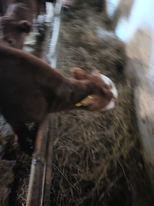 Продам одного теленка 3 месяцов