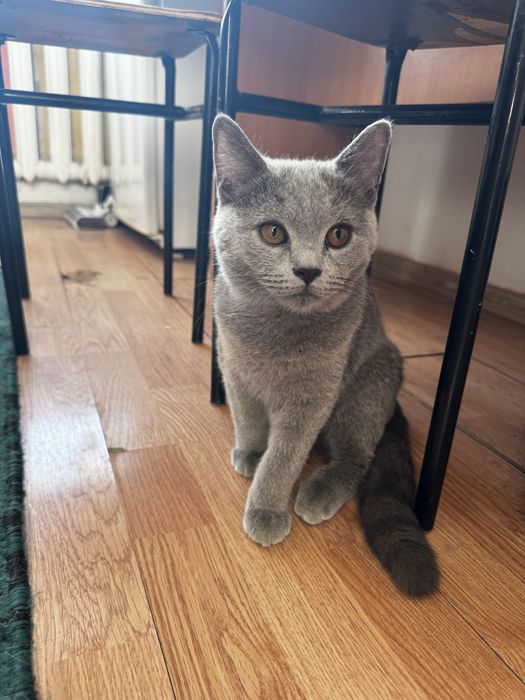 Пррлам или отдам  котенка