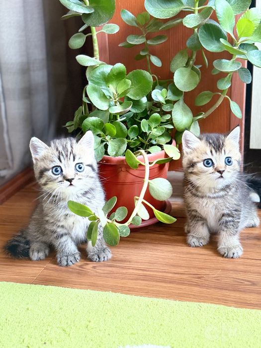 Скоттиш страйт мальчик