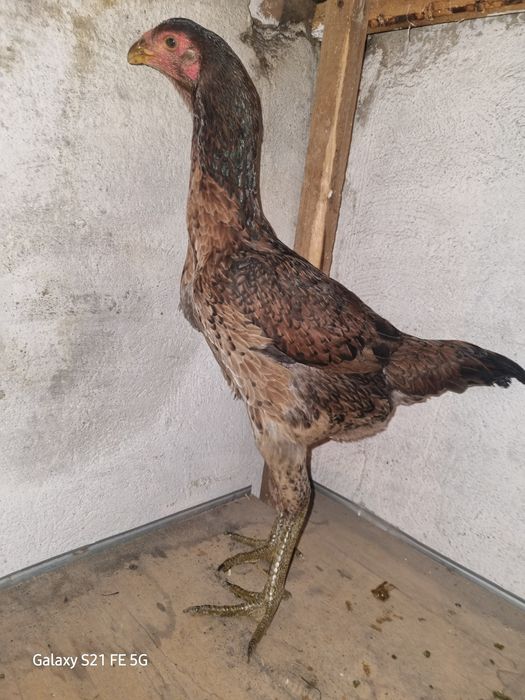 Бойцовская курочка Вьетнамка продаётся